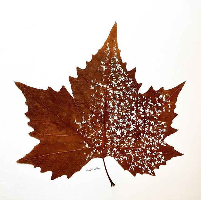 Beautiful Leaf Art By Omid Asadi