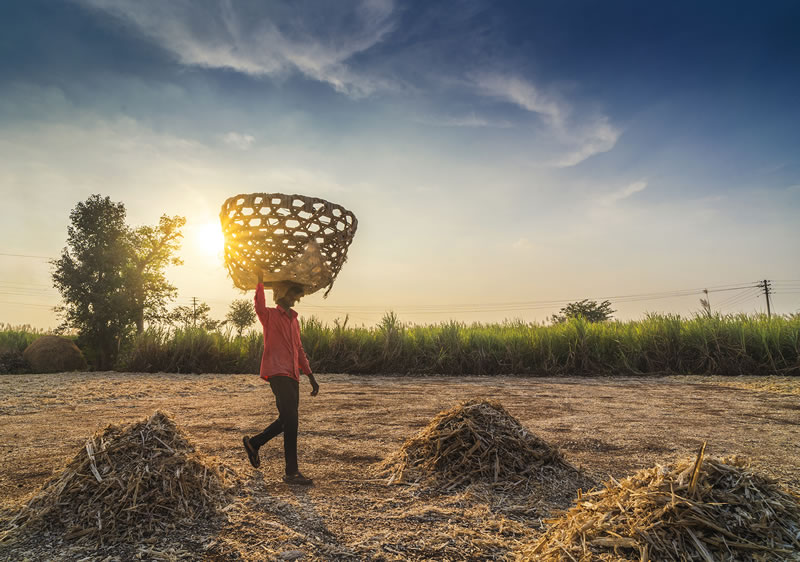 Life Of Jaggery Workers By Vedant Kulkarni