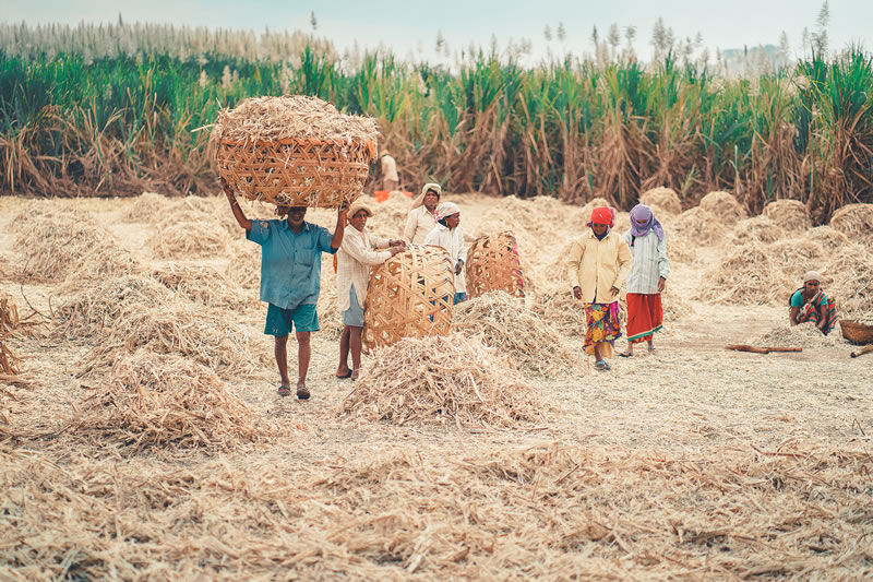 Life Of Jaggery Workers By Vedant Kulkarni