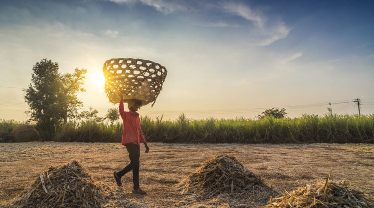 Life Of Jaggery Workers, Photo Story By Vedant Kulkarni