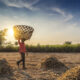 Life Of Jaggery Workers, Photo Story By Vedant Kulkarni