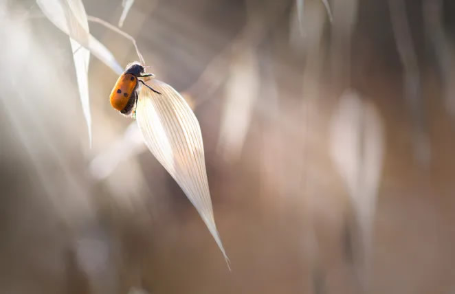 Macro Photography By Maria Luisa Milla