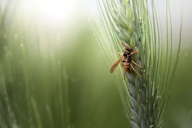 Macro Photography By Maria Luisa Milla