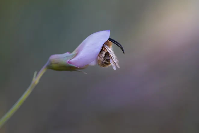 Macro Photography By Maria Luisa Milla