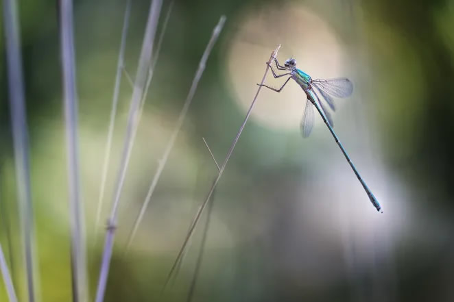 Macro Photography By Maria Luisa Milla