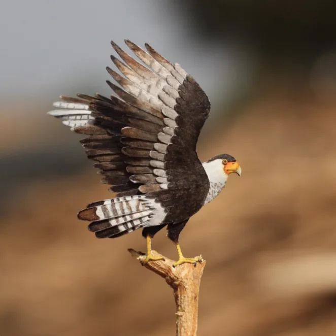 Paper Cut Sculptures Of Birds By Nayan Shrimali and Vaishali Chudasama