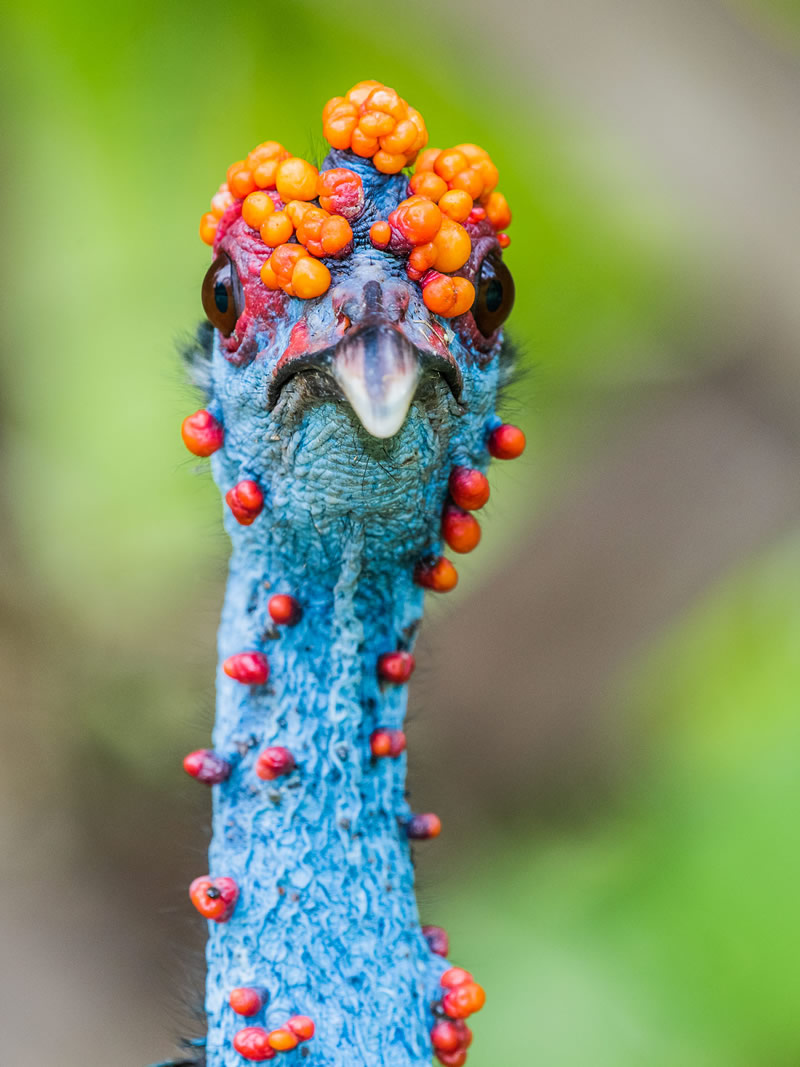 Bird Photographer Of The Year 2022 Finalists