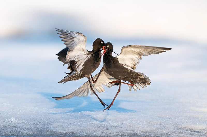 Bird Photographer Of The Year 2022 Finalists