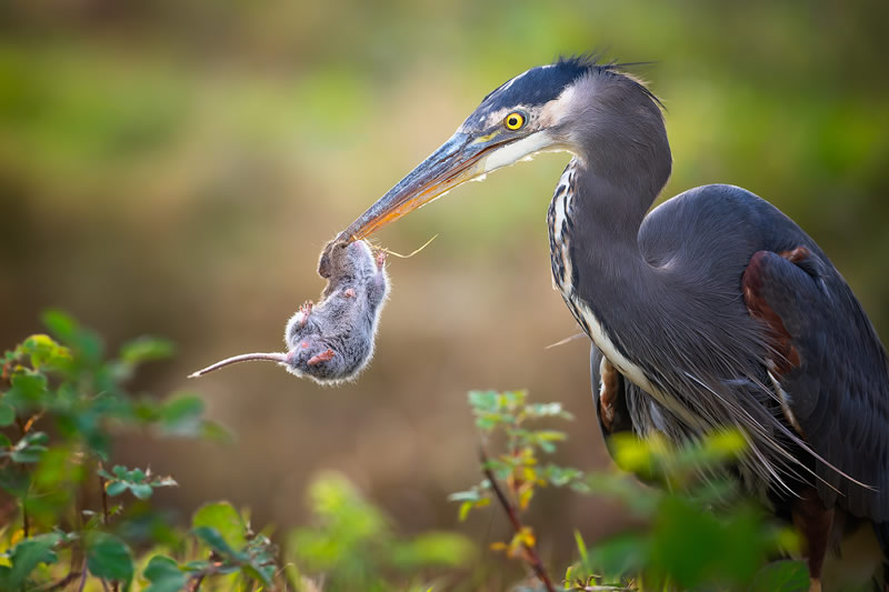 Bird Photographer Of The Year 2022 Finalists