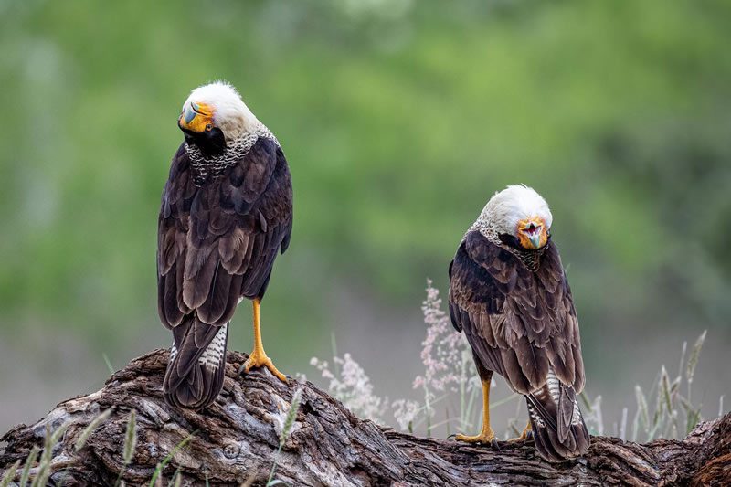 Bird Photographer Of The Year 2022 Finalists