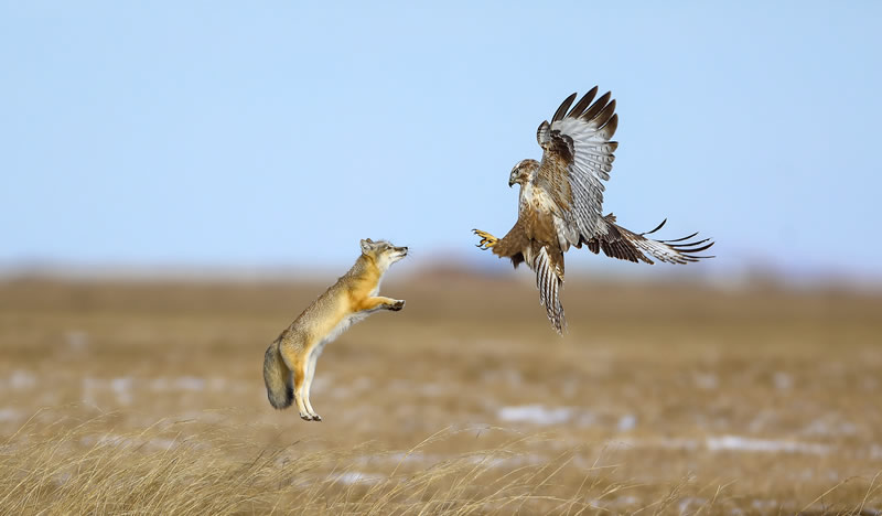 Bird Photographer Of The Year 2022 Finalists