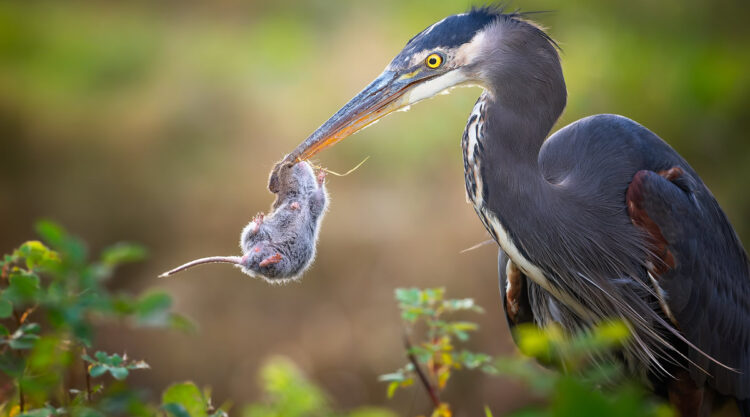 11 Finalists From The Bird Photographer Of The Year 2022 Competition!