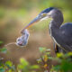 11 Finalists From The Bird Photographer Of The Year 2022 Competition!