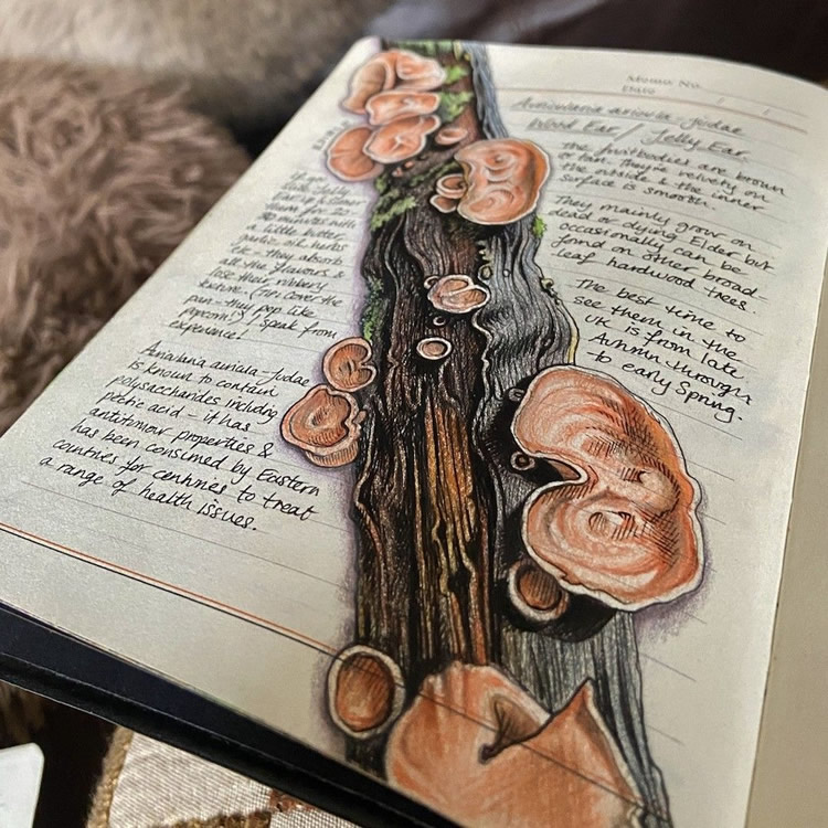 Nature Illustrations Journal By Bernoid