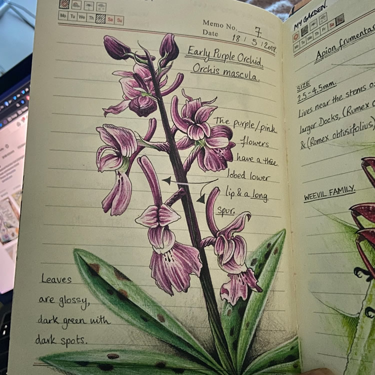 Nature Illustrations Journal By Bernoid