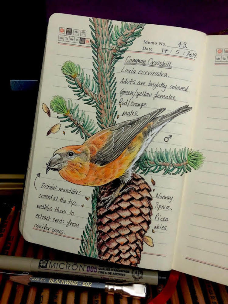 Nature Illustrations Journal By Bernoid