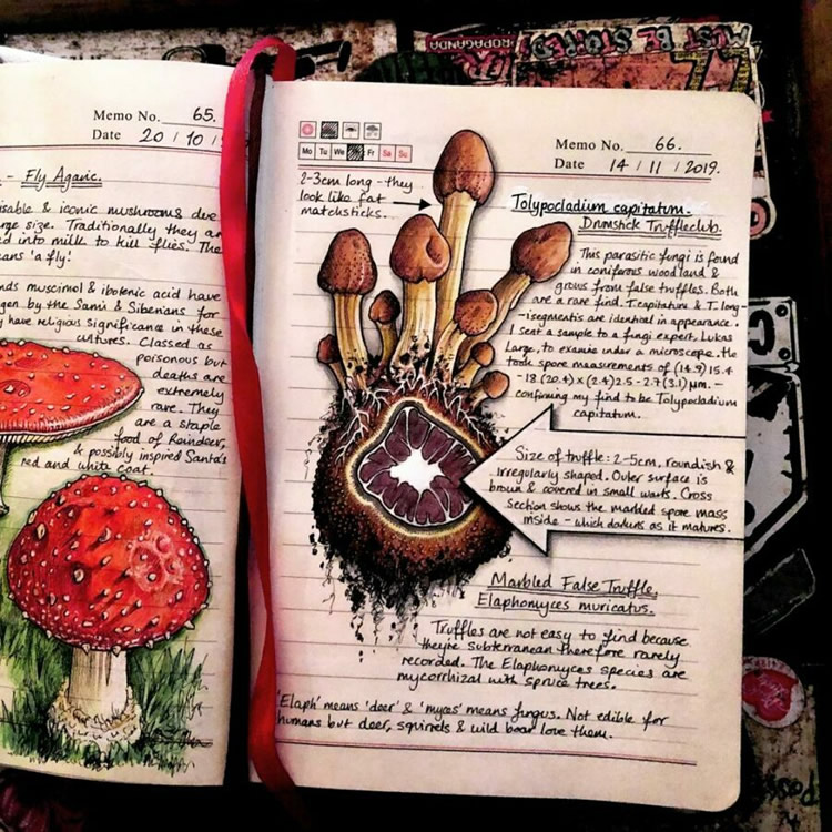 Nature Illustrations Journal By Bernoid