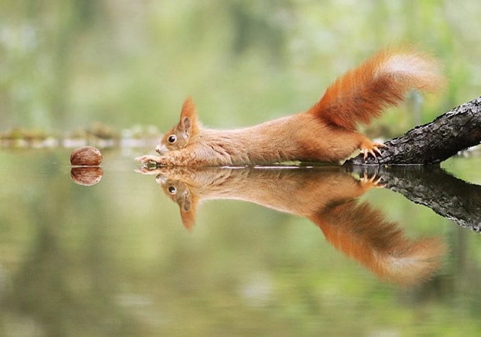 Wild Animals Real Life Photos By Julian Rad