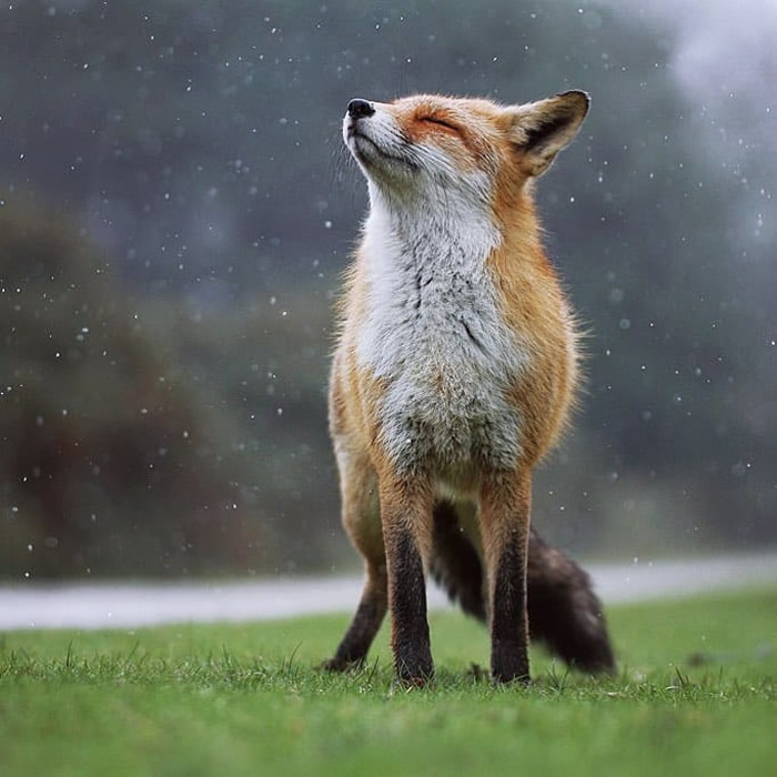 Wild Animals Real Life Photos By Julian Rad