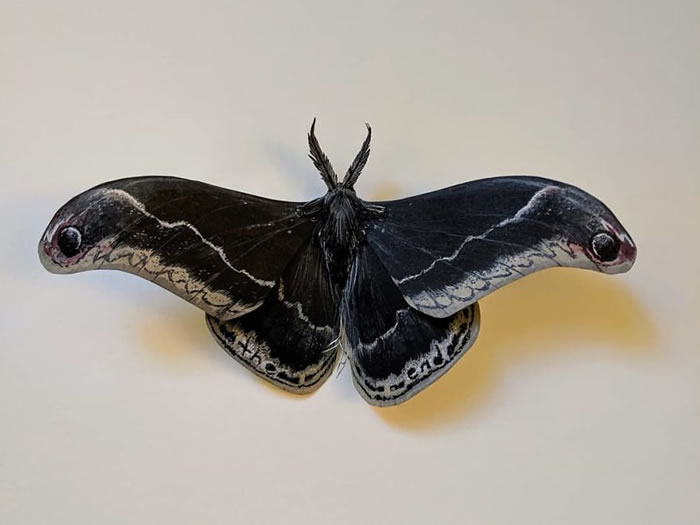 Paper Sculptures Of Butterflies By Kerilynn Wilson