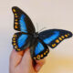 Paper Sculptures Of Butterflies By Kerilynn Wilson