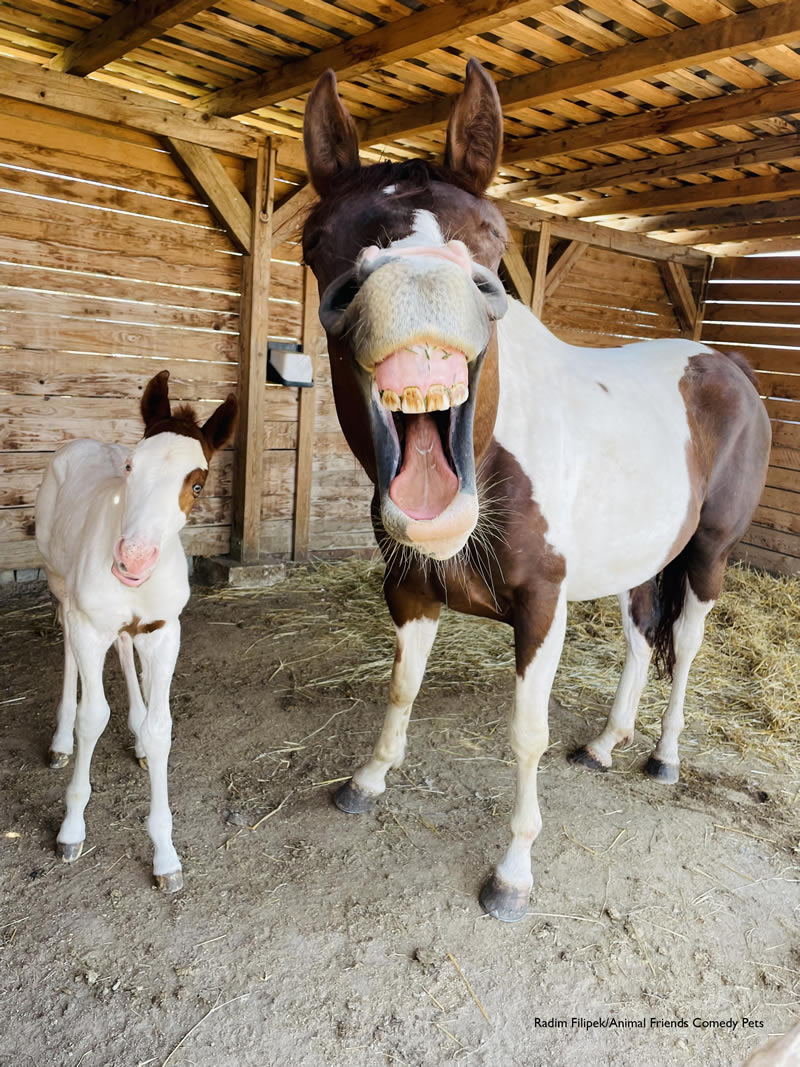 Animal Friends Comedy Pet Photo Awards 2022