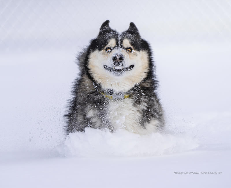 Animal Friends Comedy Pet Photo Awards 2022