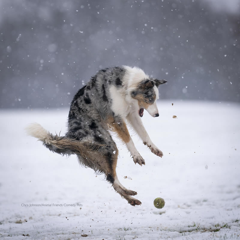 Animal Friends Comedy Pet Photo Awards 2022