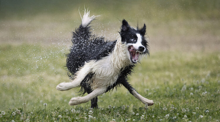 Animal Friends Comedy Pet Photo Awards