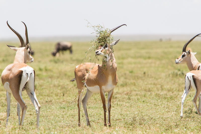 Comedy Wildlife Photography Awards Best Photos