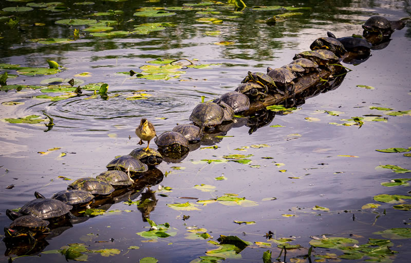 Comedy Wildlife Photography Awards Best Photos