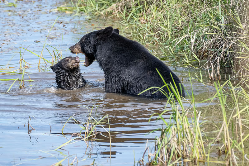 Comedy Wildlife Photography Awards Best Photos