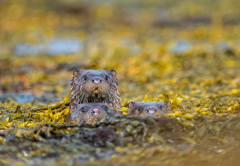 Comedy Wildlife Photography Awards Best Photos