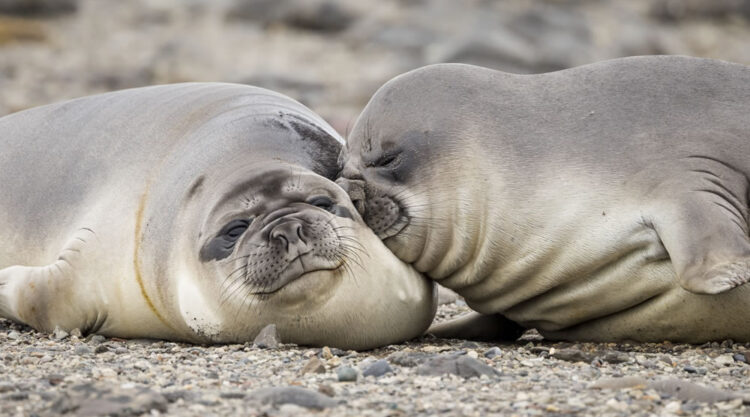 Comedy Wildlife Photography Awards Best Photos