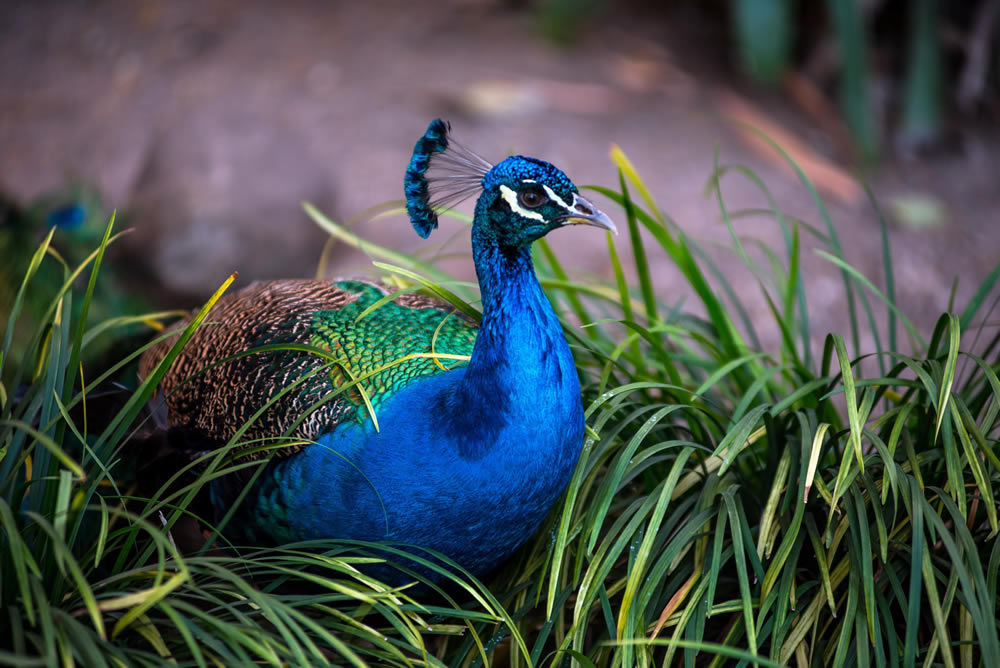 Gurushots Animal Kingdom Challenge