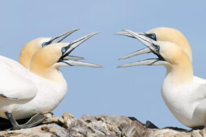 Harry Eggens, Netherlands