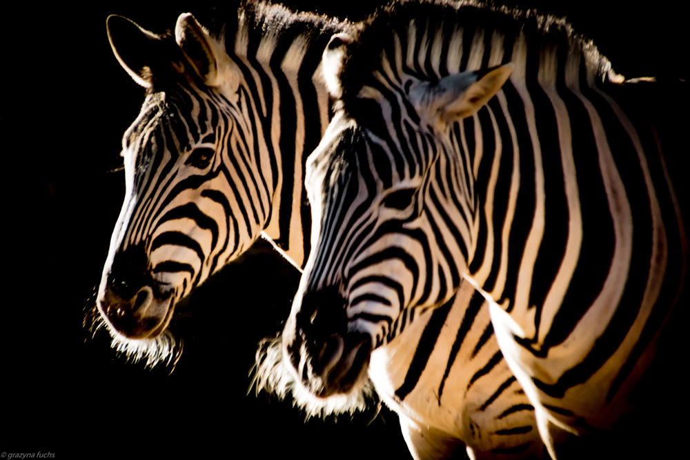 Gurushots Animal Kingdom Challenge