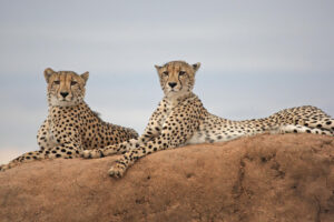 Mark Greenslade, South Africa