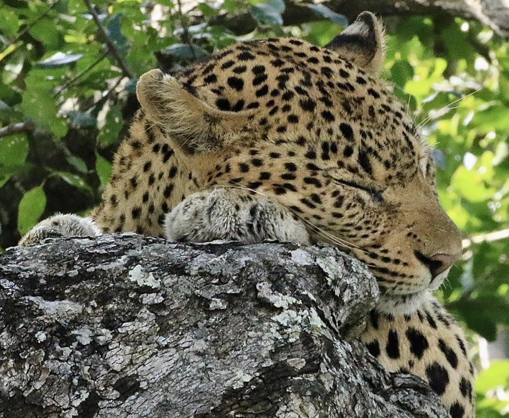 Gurushots Animal Kingdom Challenge