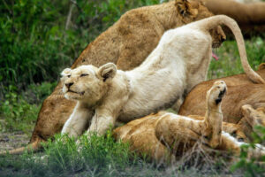 Dean Shepard, South africa