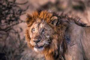 Kim Steinberg , South Africa