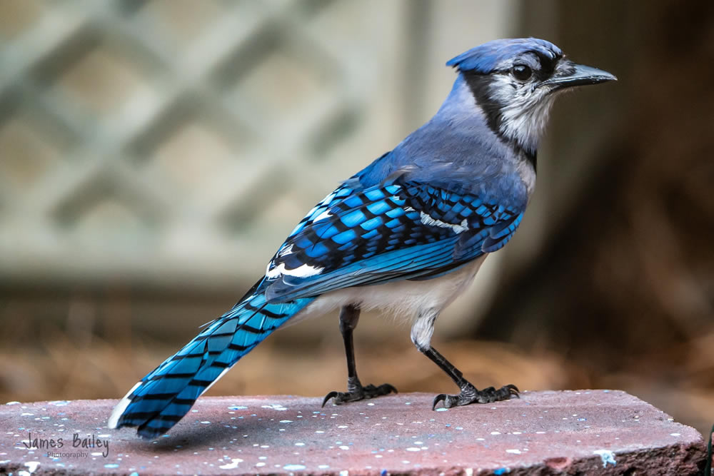 Gurushots Animal Kingdom Challenge