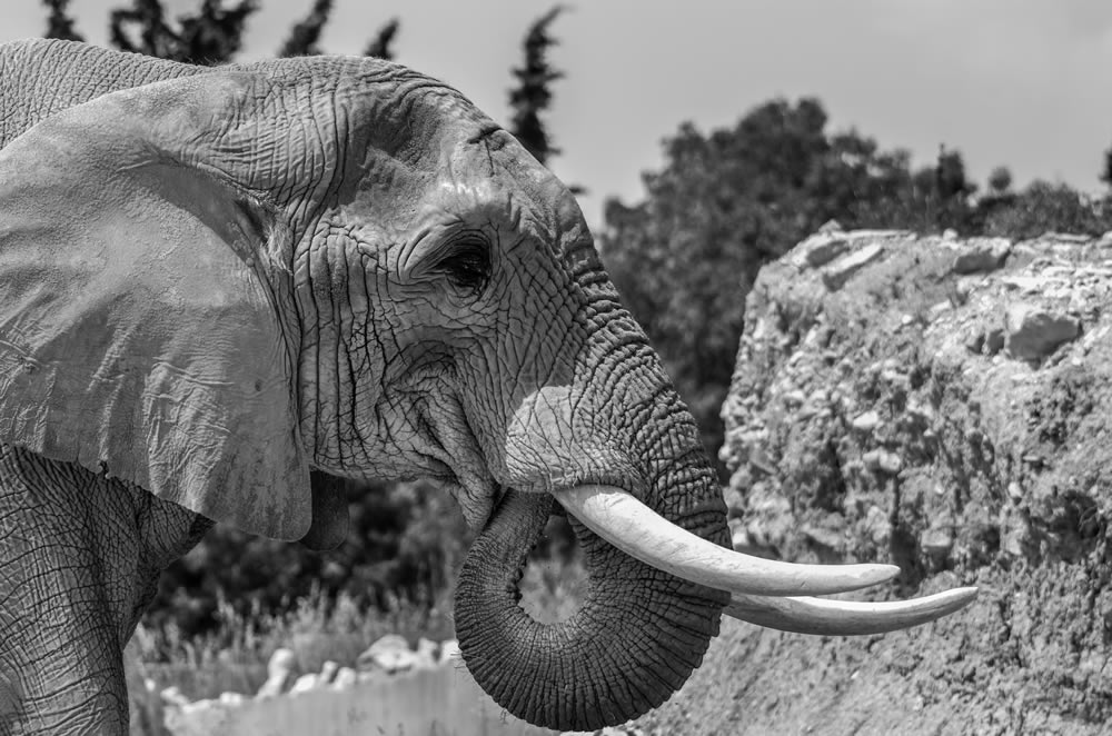 Gurushots Animal Kingdom Challenge