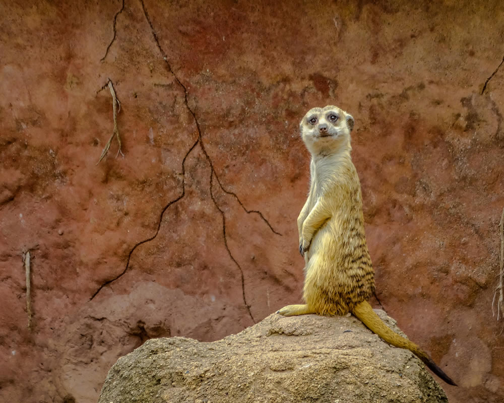 Gurushots Animal Kingdom Challenge