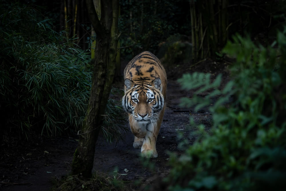 Gurushots Animal Kingdom Challenge