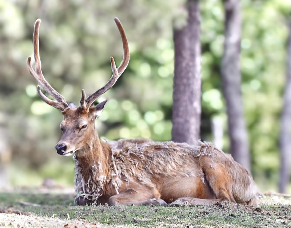 Gurushots Animal Kingdom Challenge