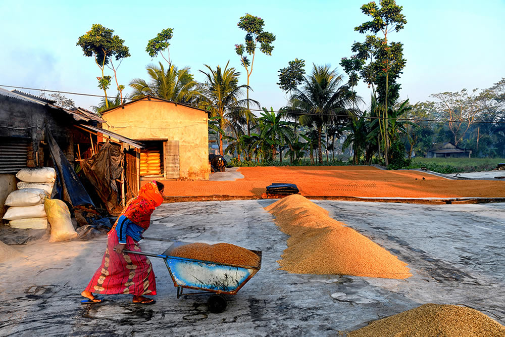 Paddy Drying Processes In Manual Mode