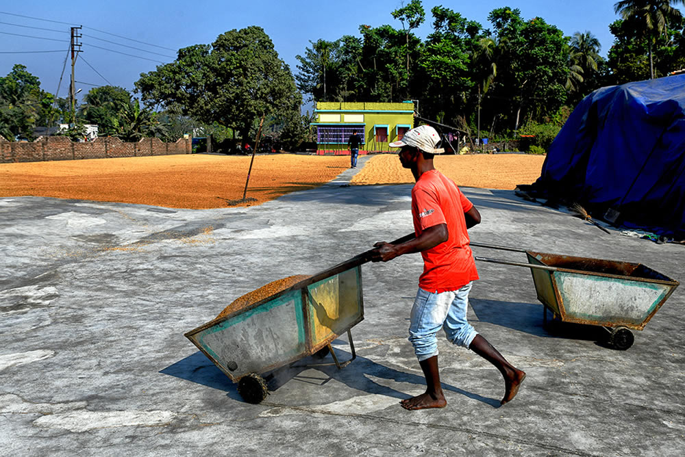 Paddy Drying Processes In Manual Mode