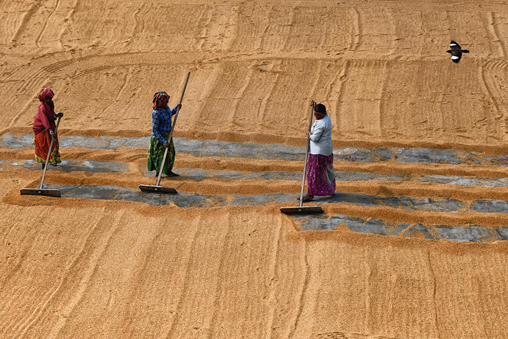 Paddy Drying Processes In Manual Mode