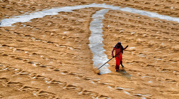 Paddy Drying Processes In Manual Mode